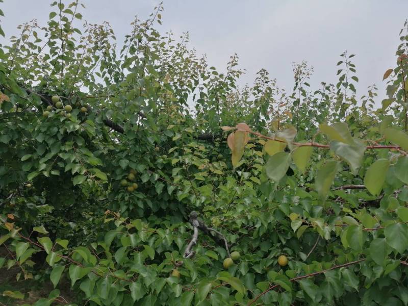 河北省保定市顺平县峨山村金太阳杏，罐头果1.4，商品果。