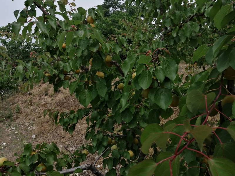 河北省保定市顺平县峨山村金太阳杏，罐头果1.4，商品果。