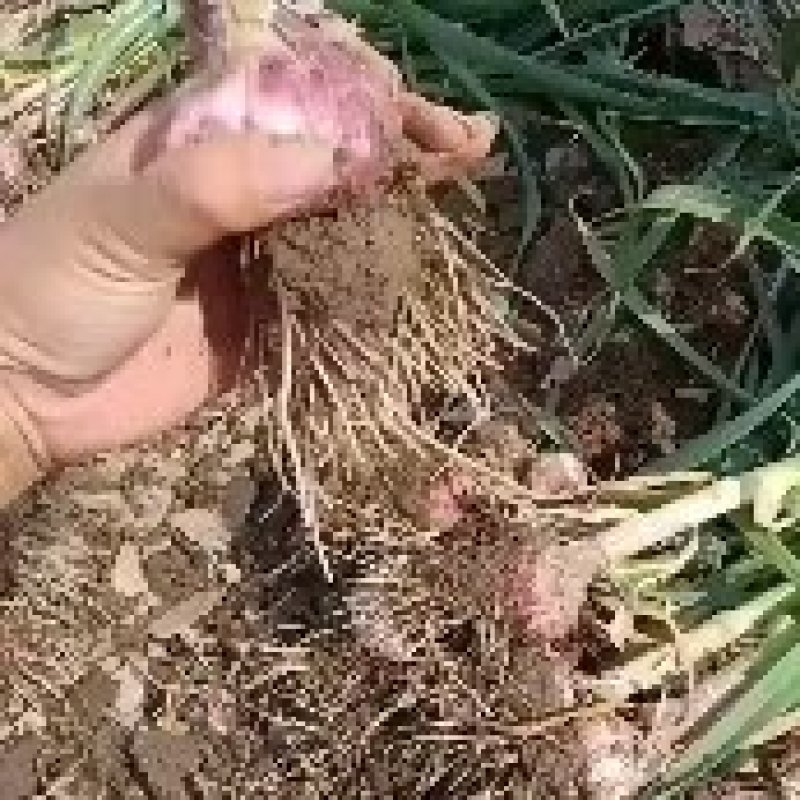 固安紫皮大蒜