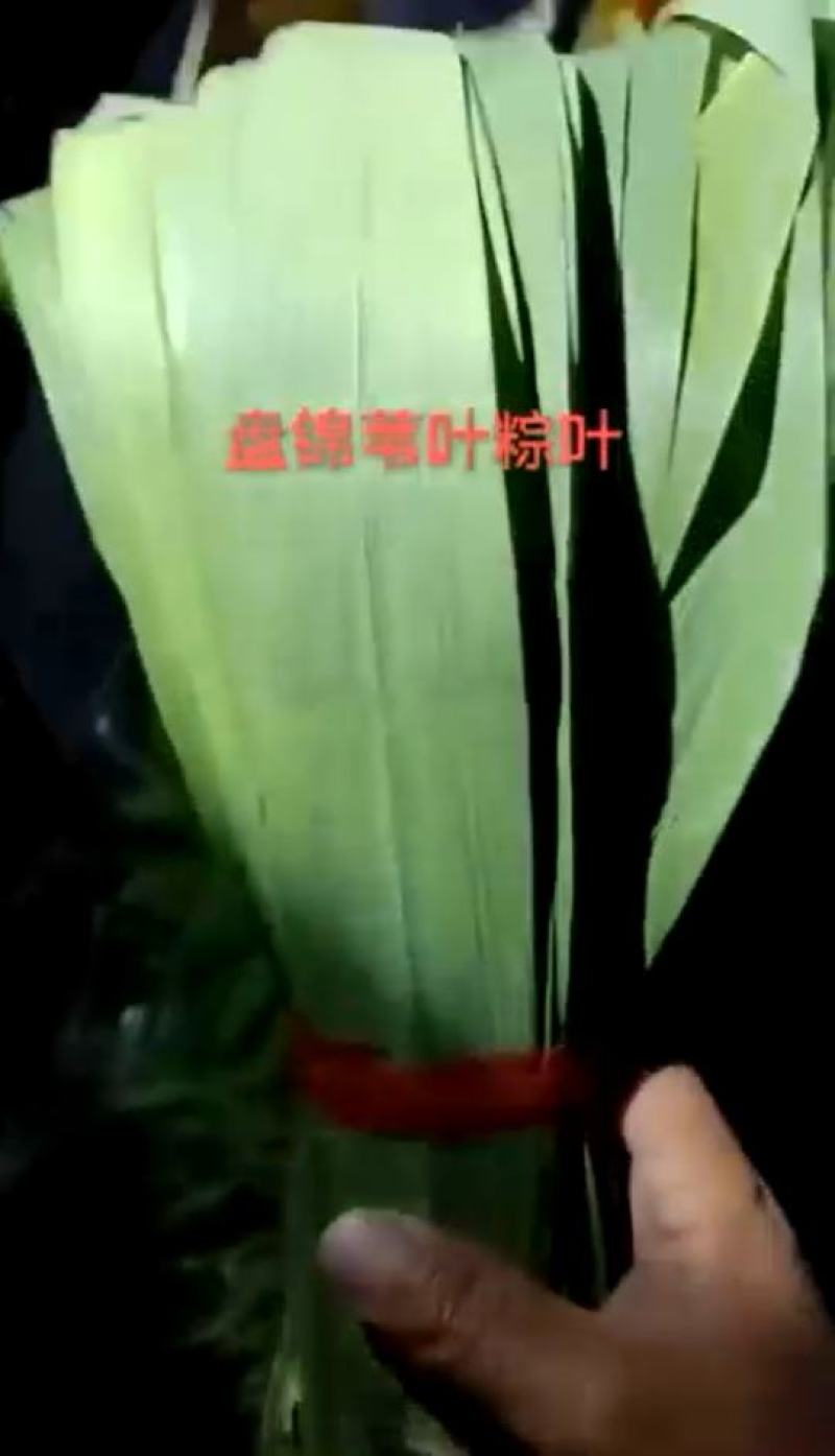 盘锦苇叶粽叶
