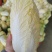 精品娃娃菜，常年供应各种蔬菜，量大从优，欢迎来电