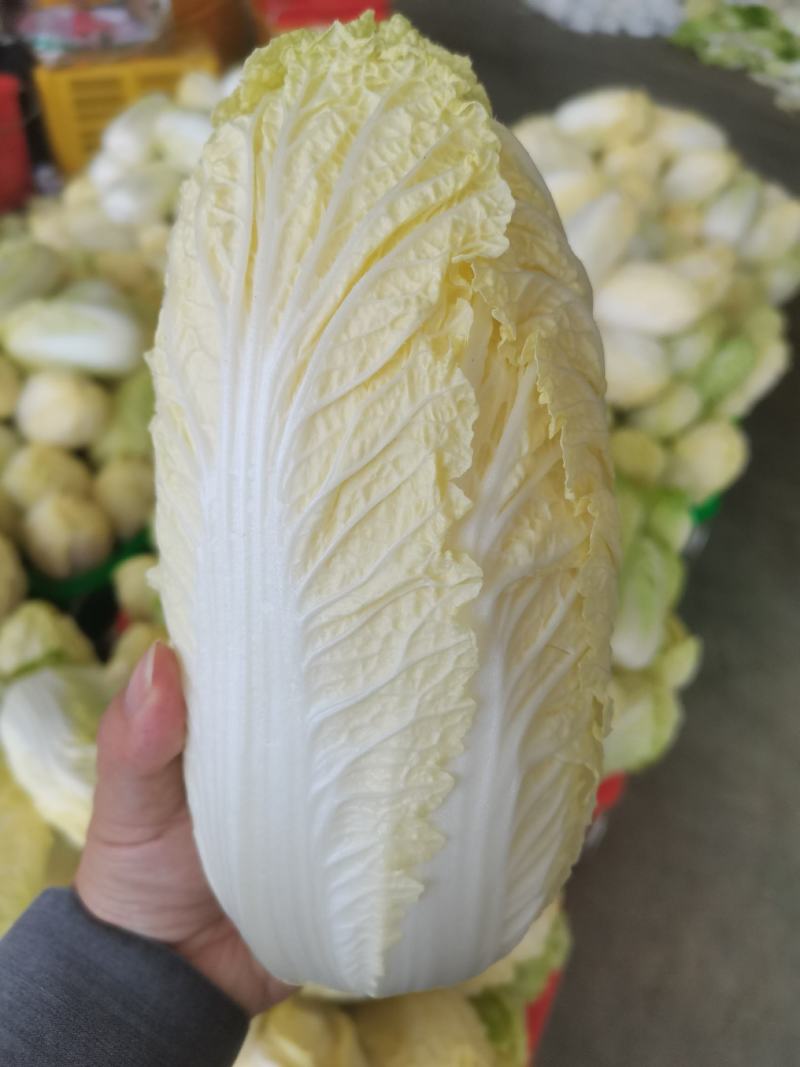 精品娃娃菜，常年供应各种蔬菜，量大从优，欢迎来电