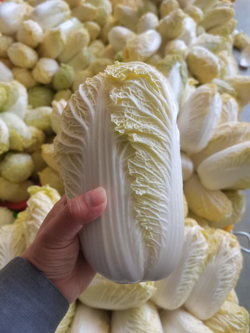 精品娃娃菜，常年供应各种蔬菜，量大从优，欢迎来电