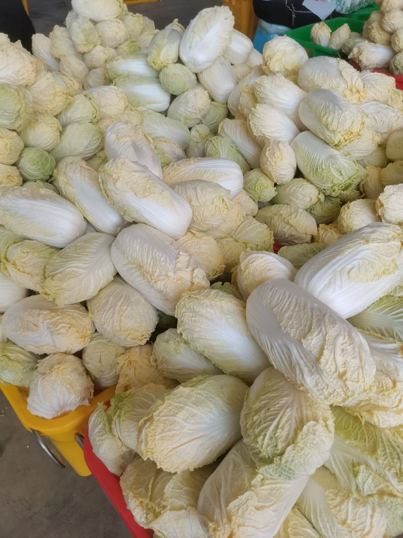 精品娃娃菜，常年供应各种蔬菜，量大从优，欢迎来电
