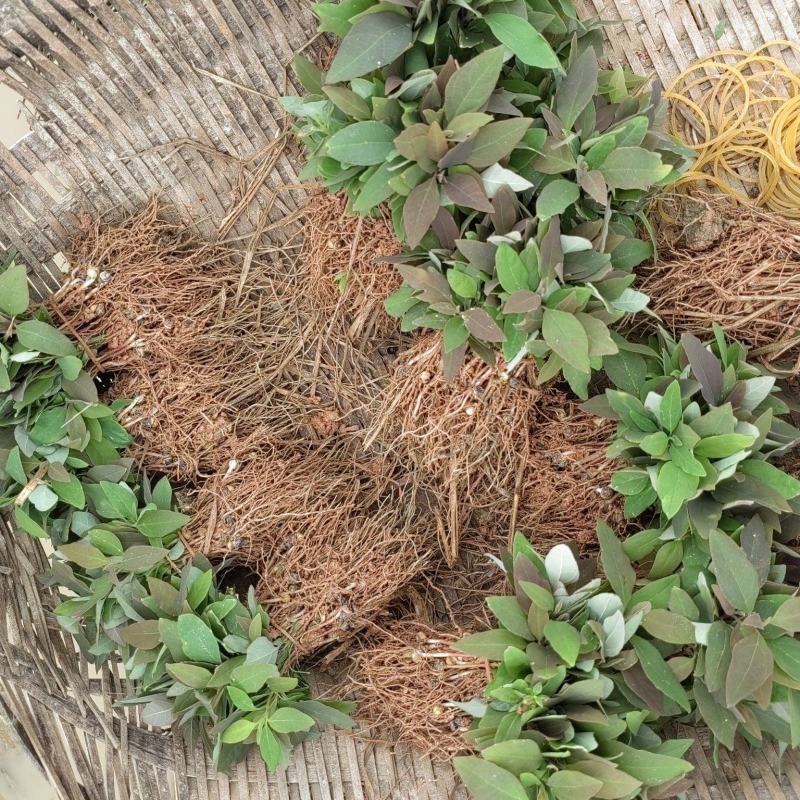 檫木苗，檫木芽苗，一年生檫木，苗圃直供，量大供应