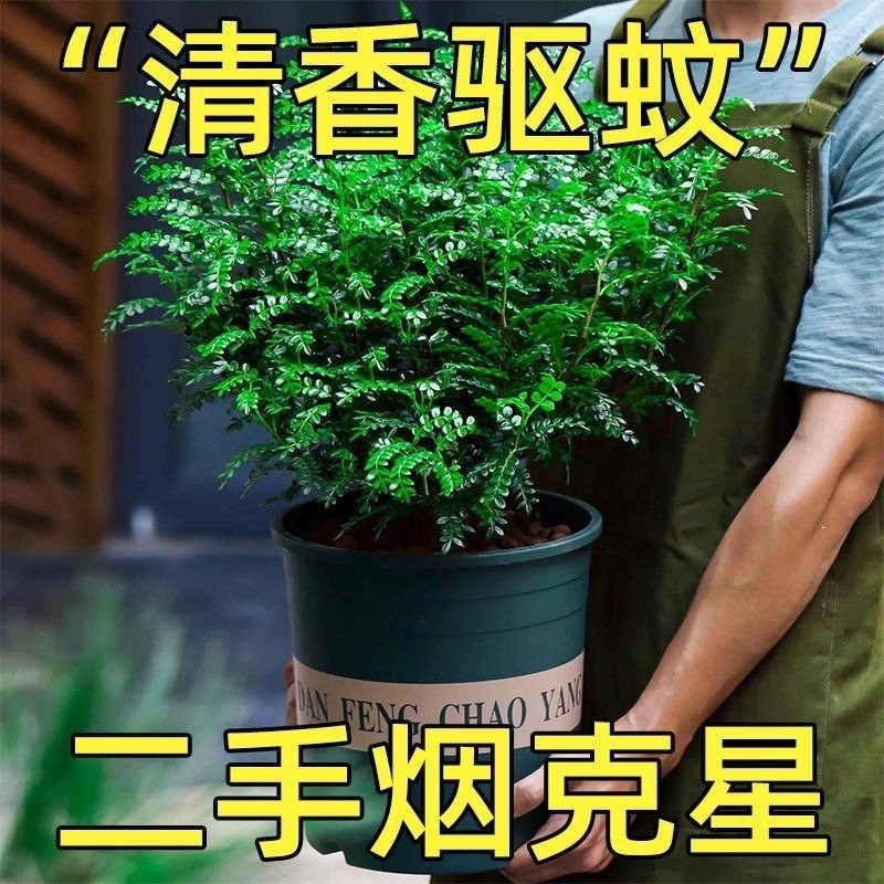 清香木盆栽正宗驱蚊草室内花卉绿植除甲醛净化空气植物提神胡