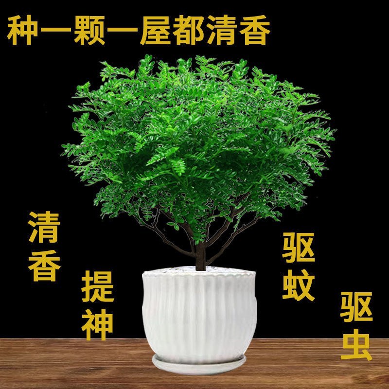 清香木盆栽正宗驱蚊草室内花卉绿植除甲醛净化空气植物提神胡