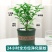 清香木盆栽正宗驱蚊草室内花卉绿植除甲醛净化空气植物提神胡