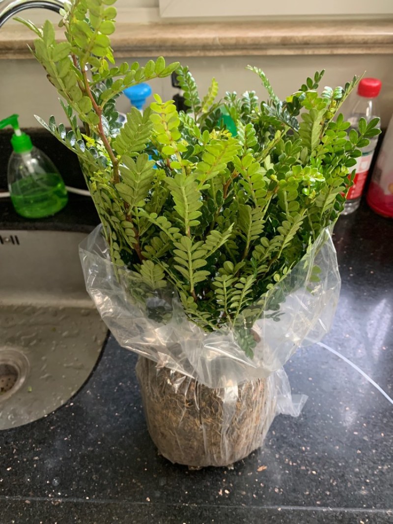 清香木盆栽正宗驱蚊草室内花卉绿植除甲醛净化空气植物提神胡