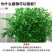 清香木盆栽正宗驱蚊草室内花卉绿植除甲醛净化空气植物提神胡