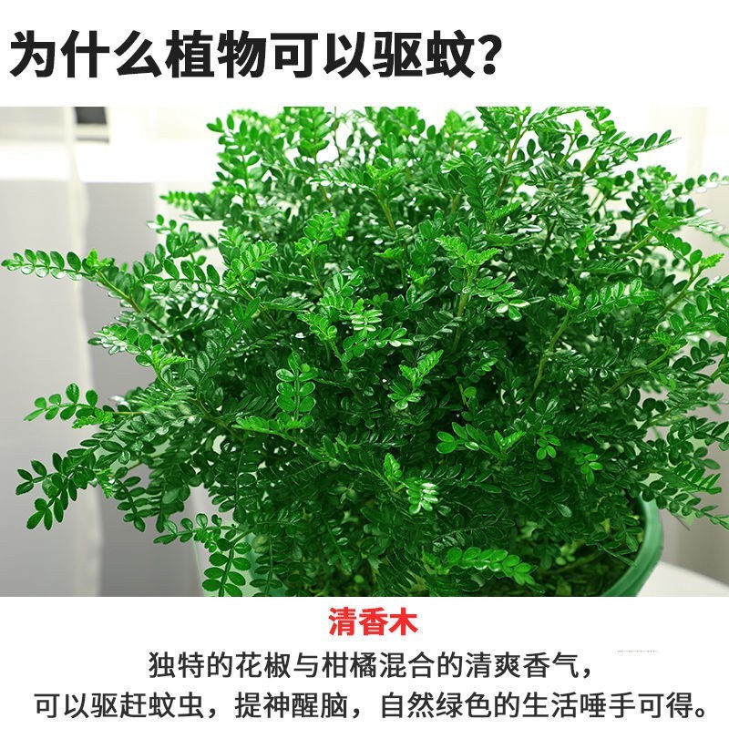 清香木盆栽正宗驱蚊草室内花卉绿植除甲醛净化空气植物提神胡