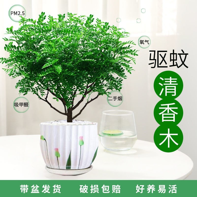清香木盆栽正宗驱蚊草室内花卉绿植除甲醛净化空气植物提神胡