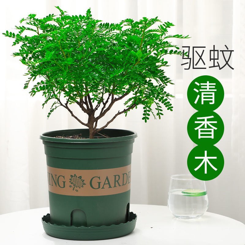 清香木盆栽正宗驱蚊草室内花卉绿植除甲醛净化空气植物提神胡