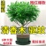 清香木盆栽正宗驱蚊草室内花卉绿植除甲醛净化空气植物提神胡