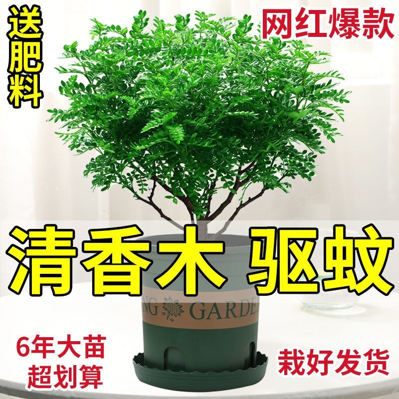 清香木盆栽正宗驱蚊草室内花卉绿植除甲醛净化空气植物提神胡