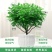 清香木盆栽正宗驱蚊草室内花卉绿植除甲醛净化空气植物提神胡