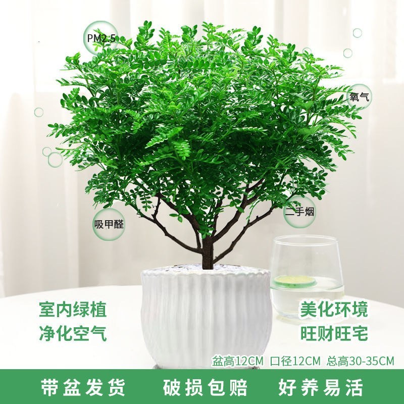 清香木盆栽正宗驱蚊草室内花卉绿植除甲醛净化空气植物提神胡