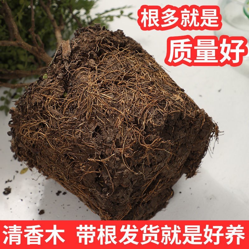 清香木盆栽正宗驱蚊草室内花卉绿植除甲醛净化空气植物提神胡