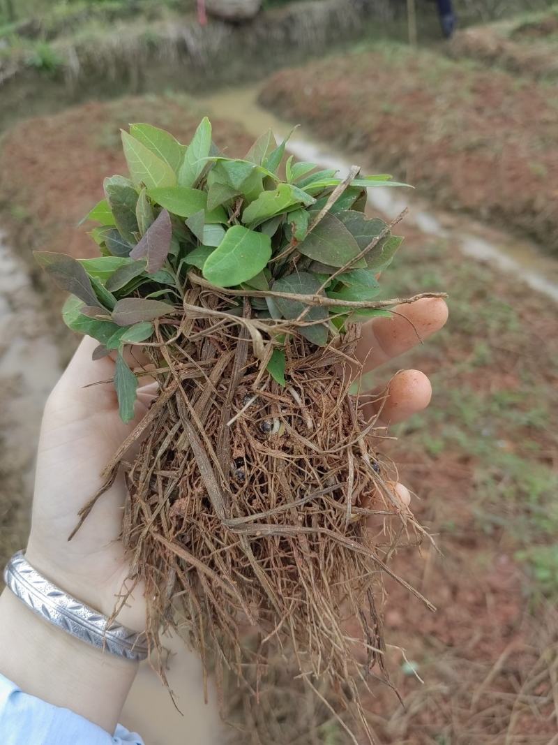 檫木苗，檫木芽苗，一年生檫木，苗圃直供，量大供应