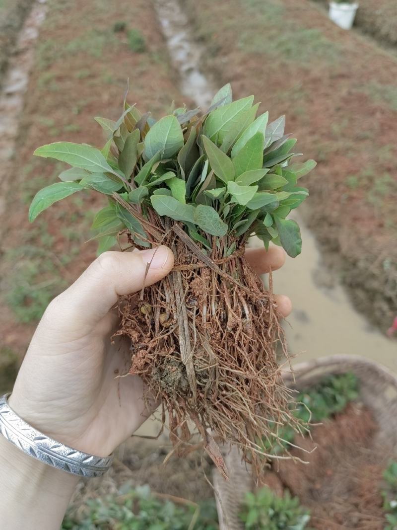 檫木苗，檫木芽苗，一年生檫木，苗圃直供，量大供应