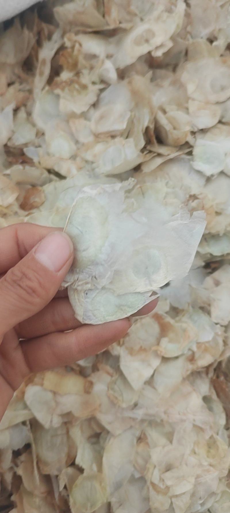 木蝴蝶
