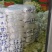精品娃娃菜，常年供应各种蔬菜，量大从优，欢迎来电