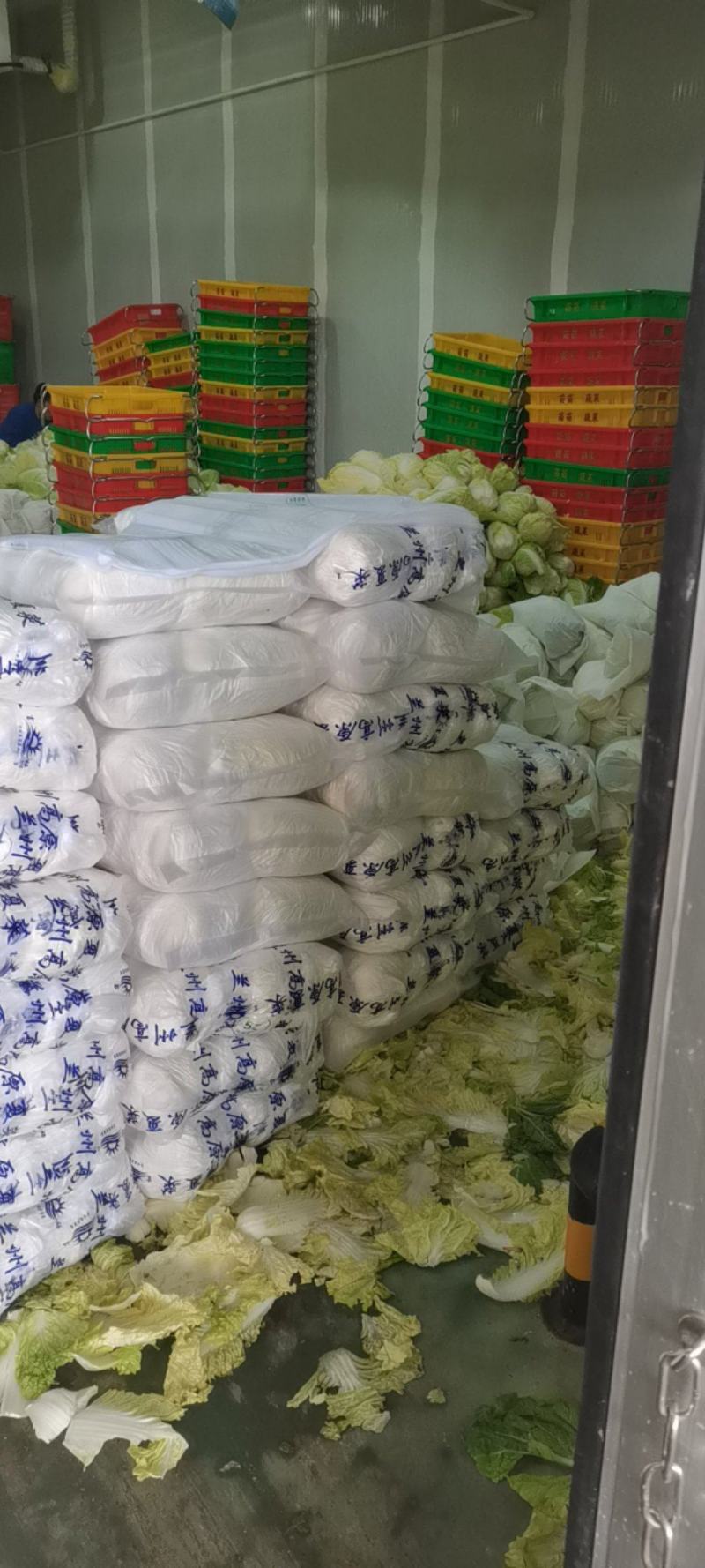 精品娃娃菜，常年供应各种蔬菜，量大从优，欢迎来电