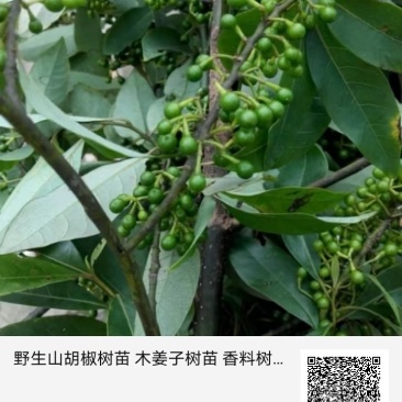 大量销售木姜子，山胡椒