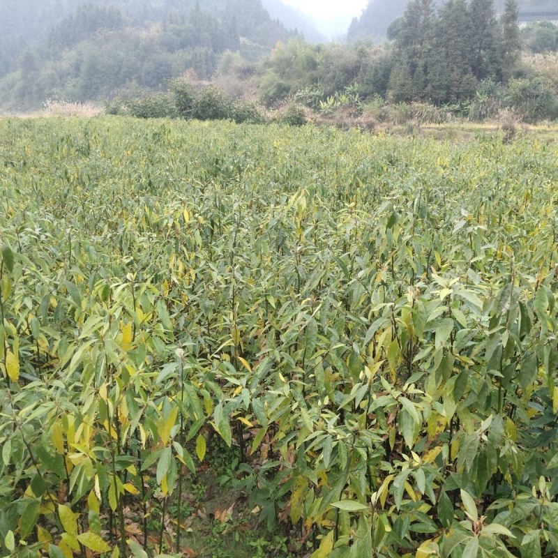 大量销售木姜子，山胡椒