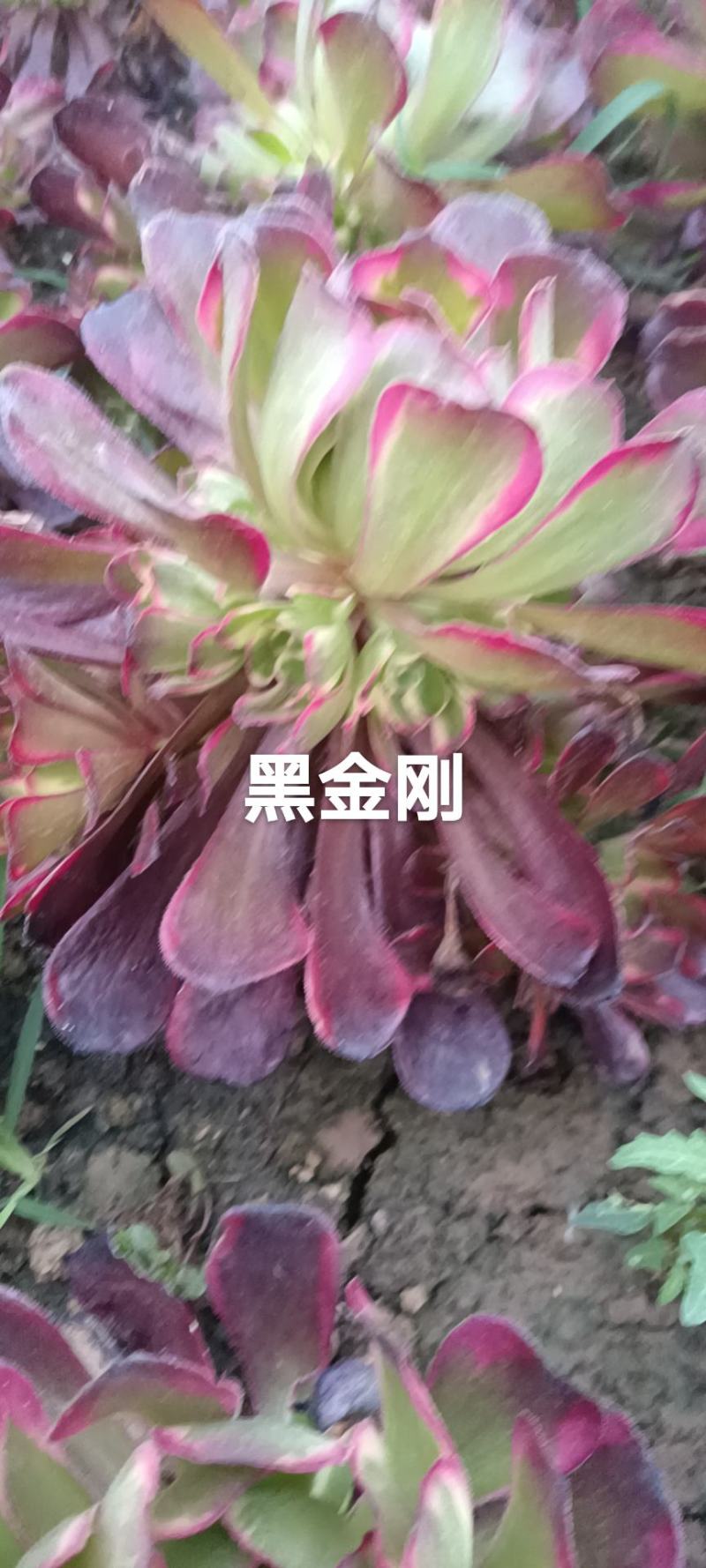 （多肉法师黑金刚）大手捧，花型周正，可看货。