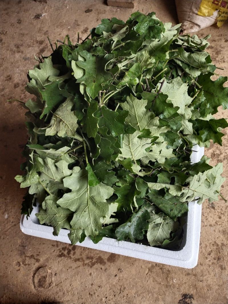 刺天茄正品高含量刺天茄叶子