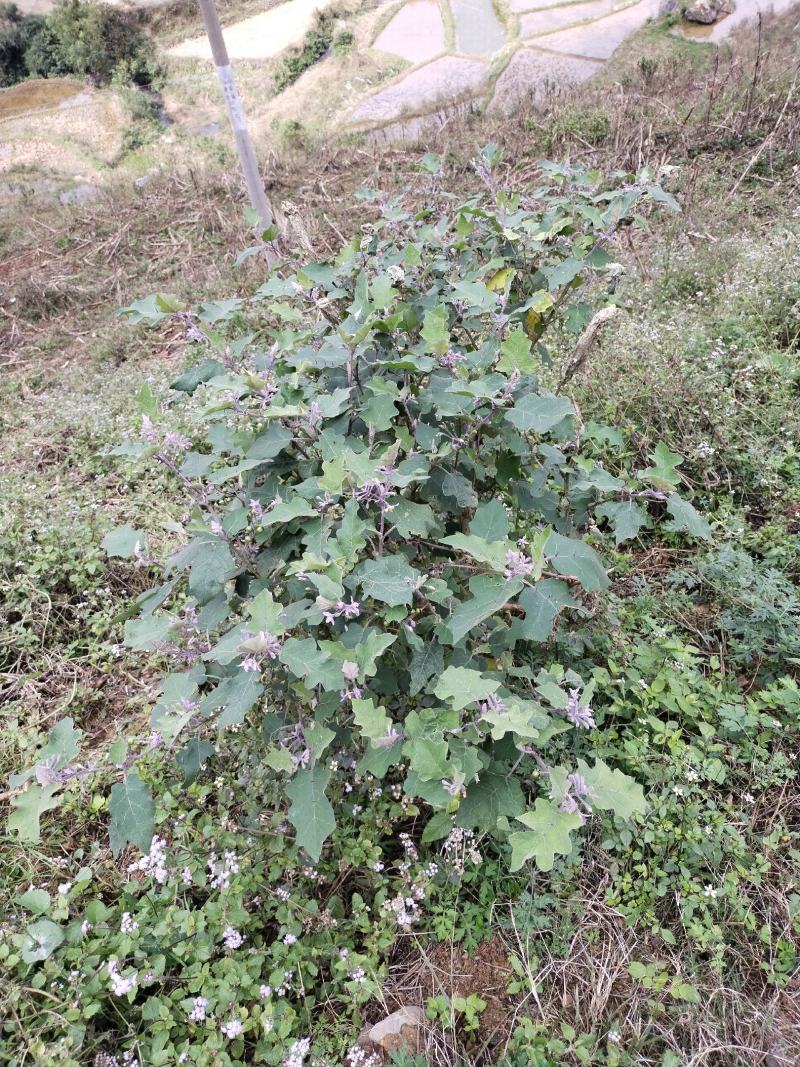 刺天茄正品高含量刺天茄叶子