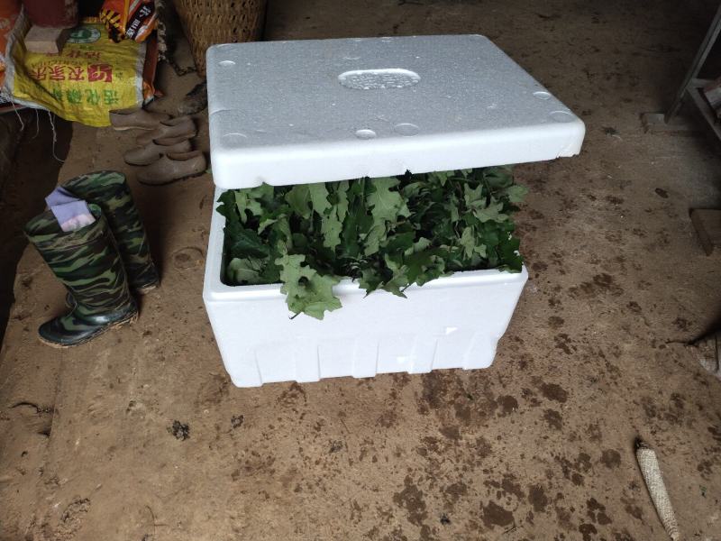 刺天茄正品高含量刺天茄叶子