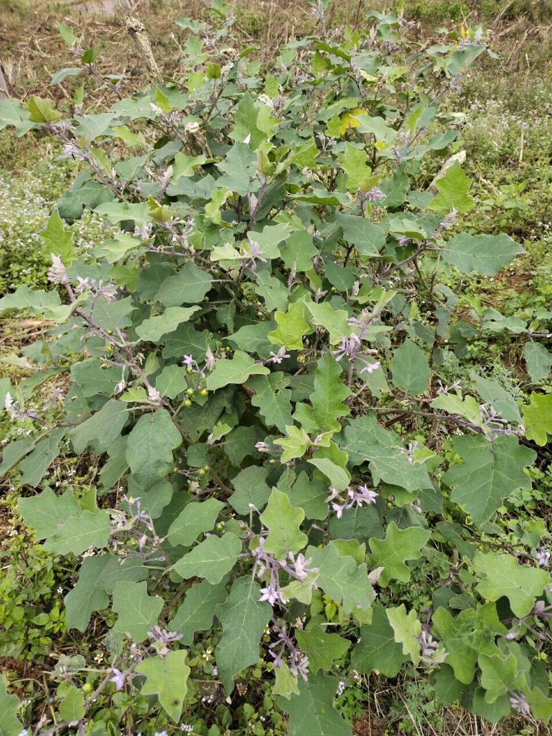 刺天茄正品高含量刺天茄叶子