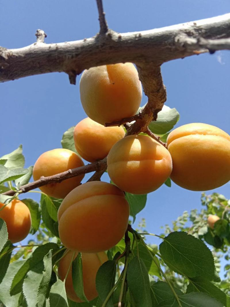 金太阳杏，适合各个市场，电商平台，罐头厂