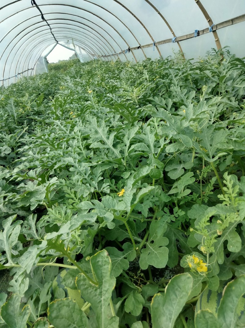 河南美都大量上市中，皮薄多汁，口感纯甜，品质好