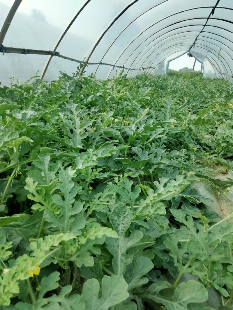 河南美都大量上市中，皮薄多汁，口感纯甜，品质好