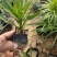 蛇鞭菊蛇鞭菊价格山东青州基地直销大量有货。