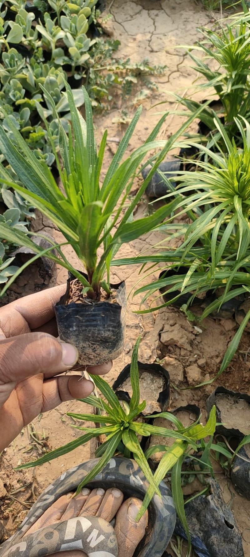 蛇鞭菊蛇鞭菊价格山东青州基地直销大量有货。