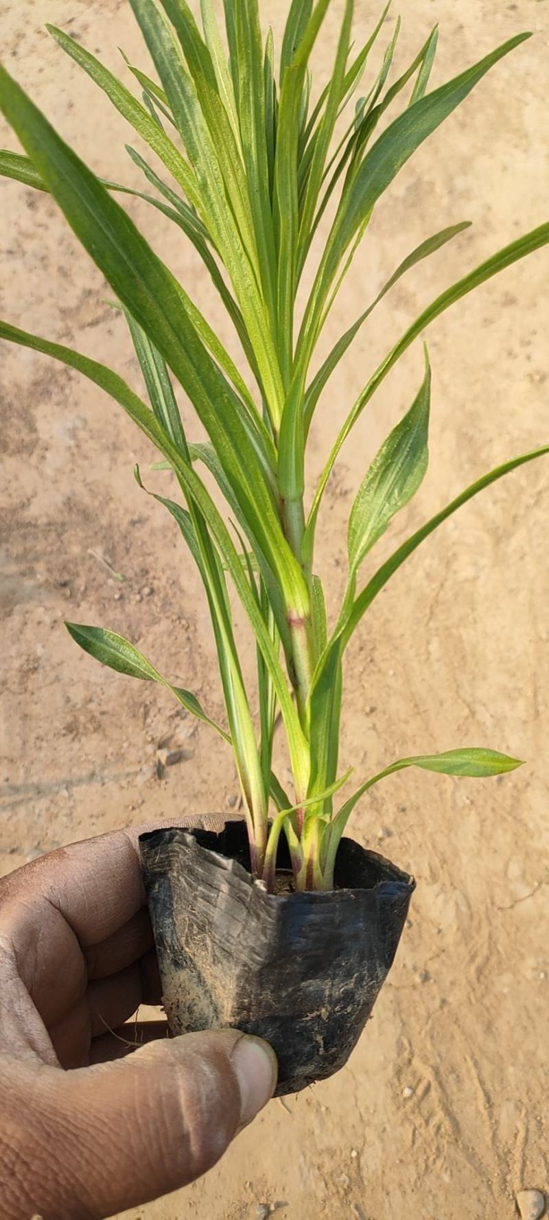蛇鞭菊蛇鞭菊价格山东青州基地直销大量有货。