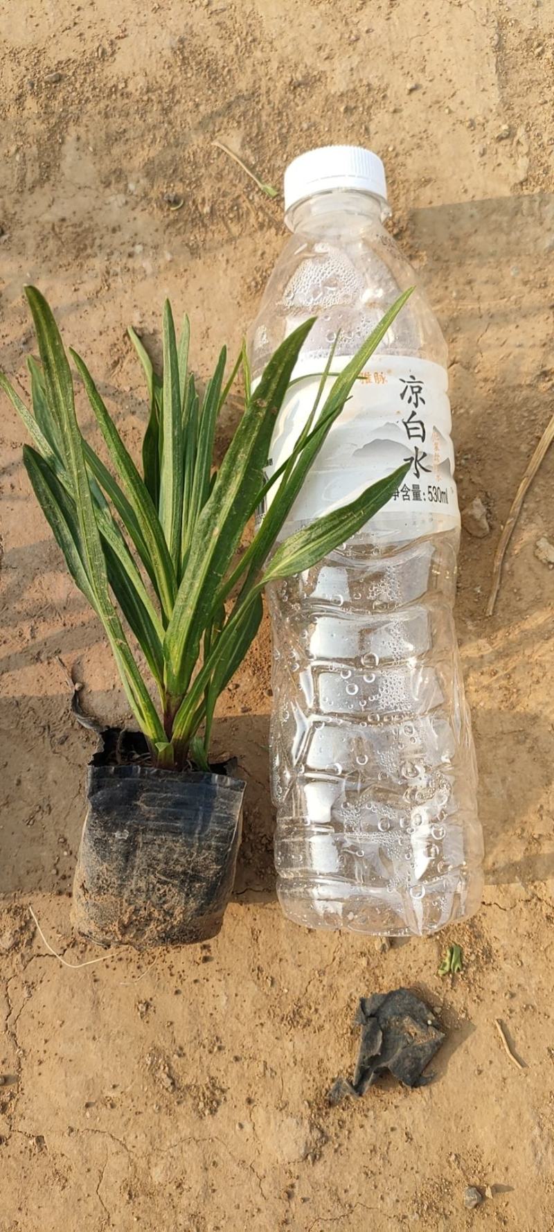 蛇鞭菊蛇鞭菊价格山东青州基地直销大量有货。
