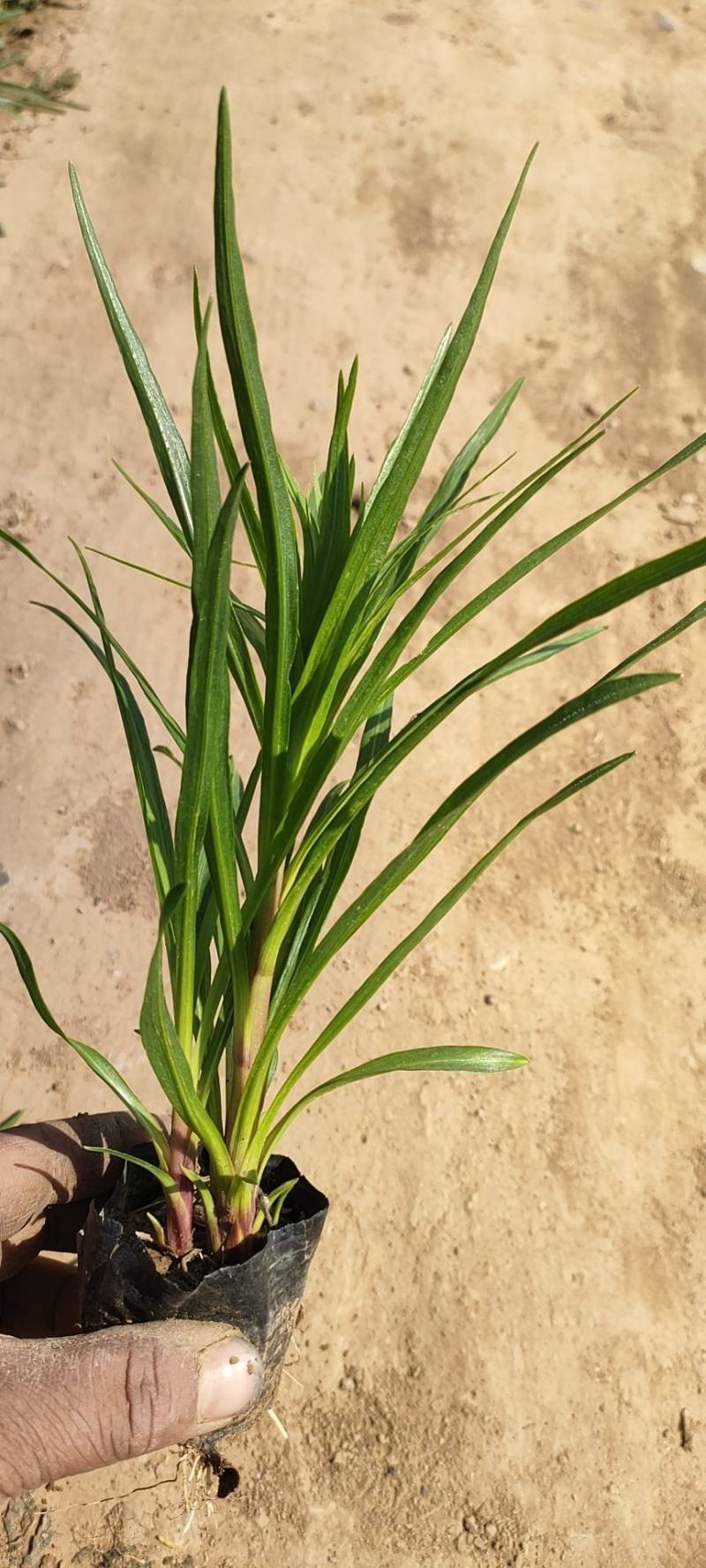 蛇鞭菊蛇鞭菊价格山东青州基地直销大量有货。