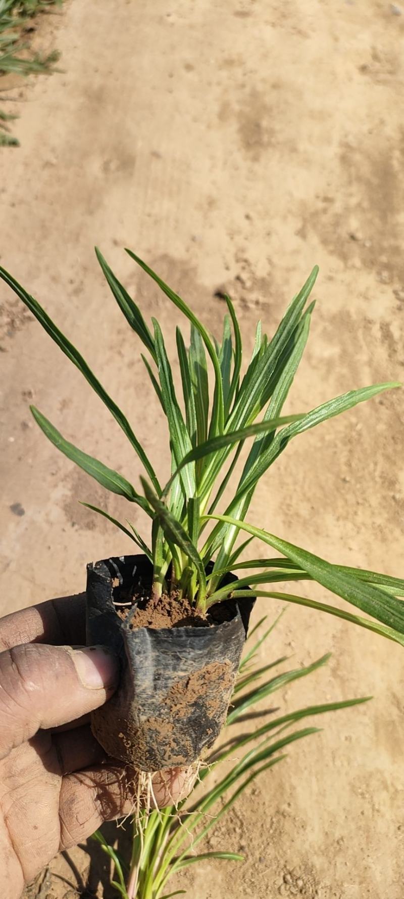 蛇鞭菊蛇鞭菊价格山东青州基地直销大量有货。