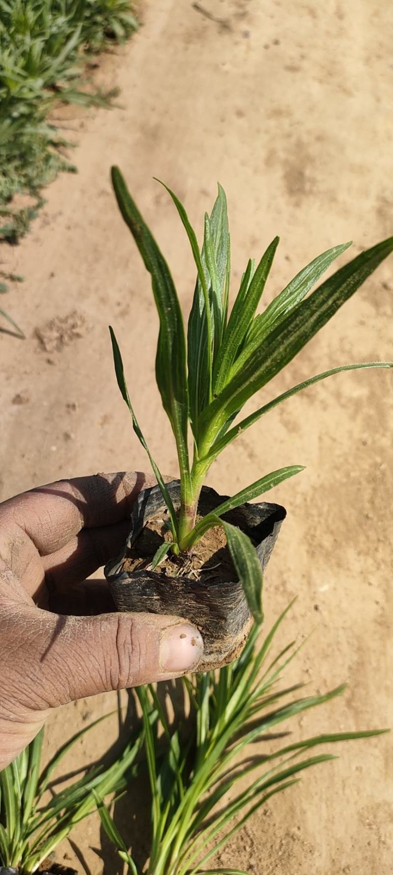 蛇鞭菊蛇鞭菊价格山东青州基地直销大量有货。