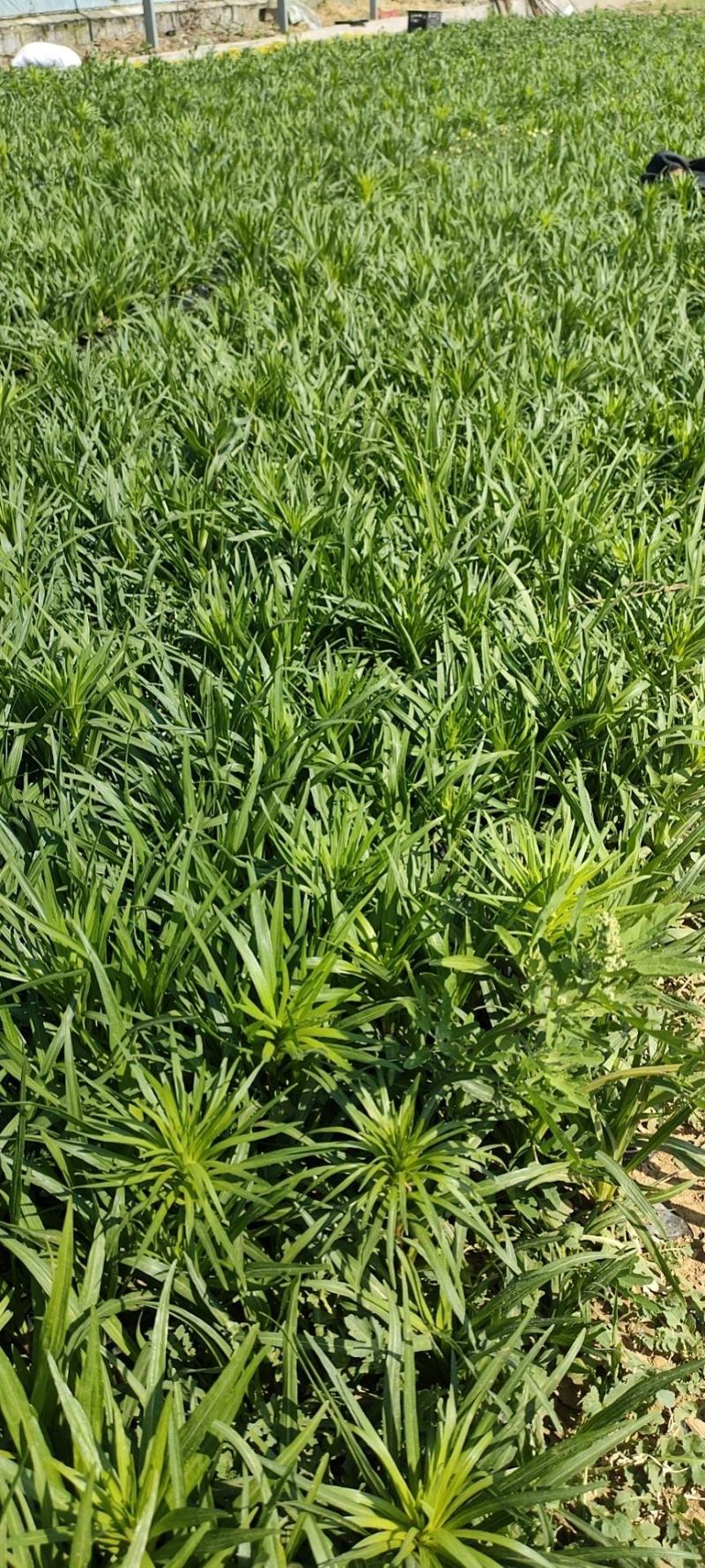蛇鞭菊蛇鞭菊价格山东青州基地直销大量有货。