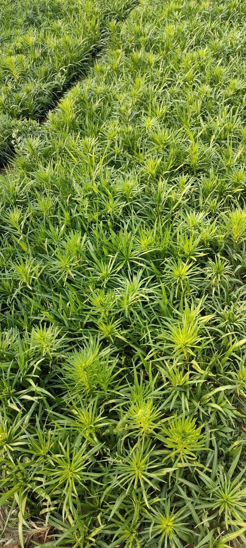 蛇鞭菊蛇鞭菊价格山东青州基地直销大量有货。