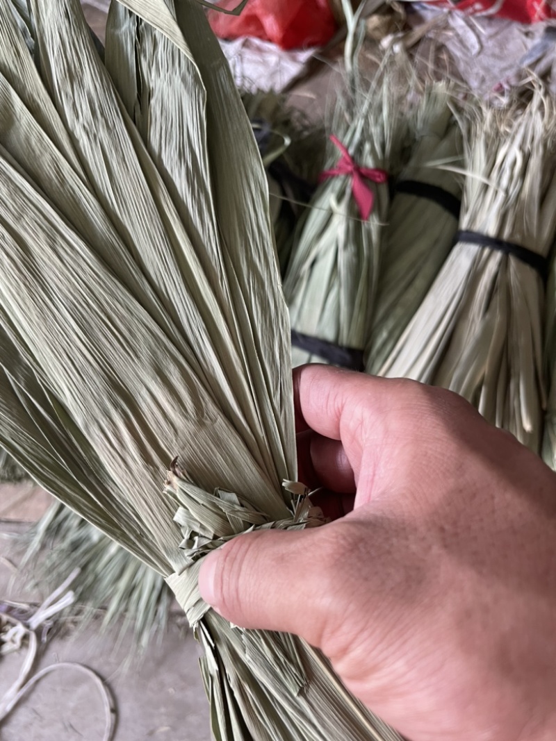 新鲜粽叶啊芦苇叶