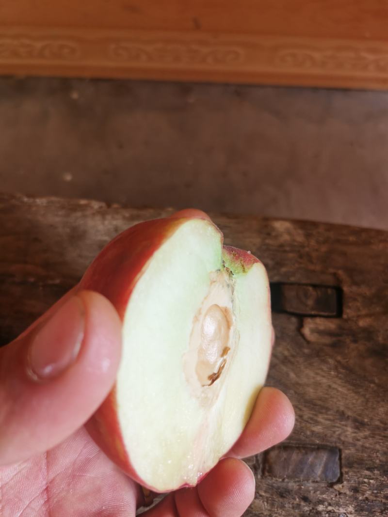 陕西毛桃，品种多，大量有货，口感好，糖度高，保质保量