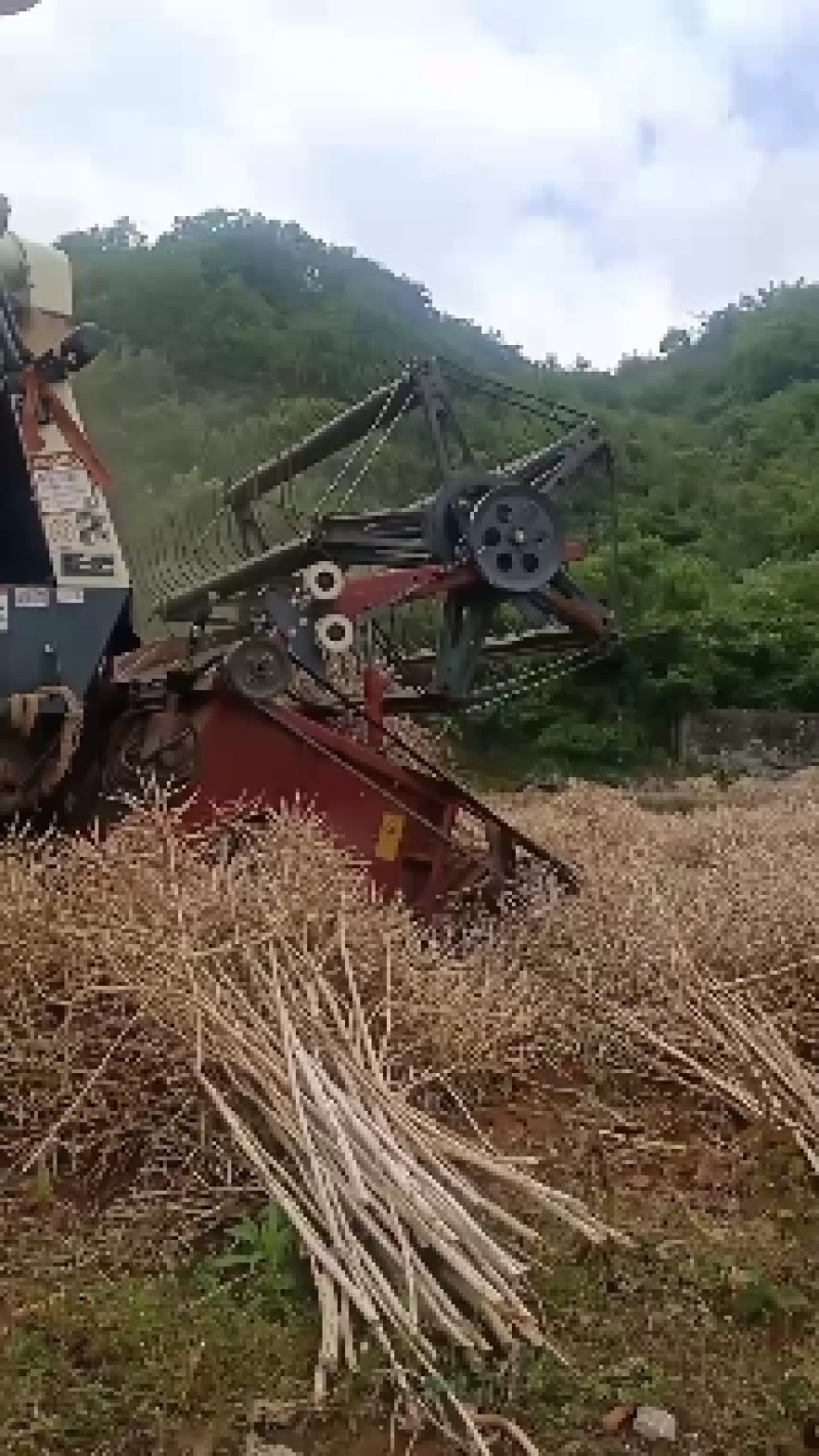 云南罗平县油菜籽35左右，货源稳定，接受长期合作，