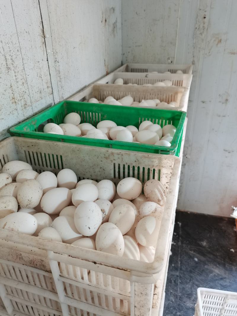 出售五龙鹅鹅蛋，豁眼鹅种蛋.均重2.1—2.6两，莱阳市